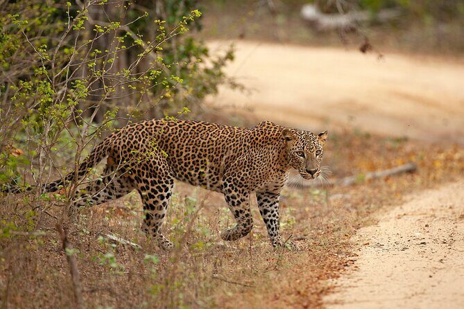 Yala National Park Safari Tours -Half Day & Full Day - Experience Breakdown