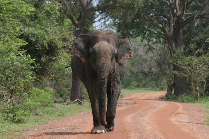 Yala National Park Special Leopard Safari Tour - Who Is This Safari Best For?