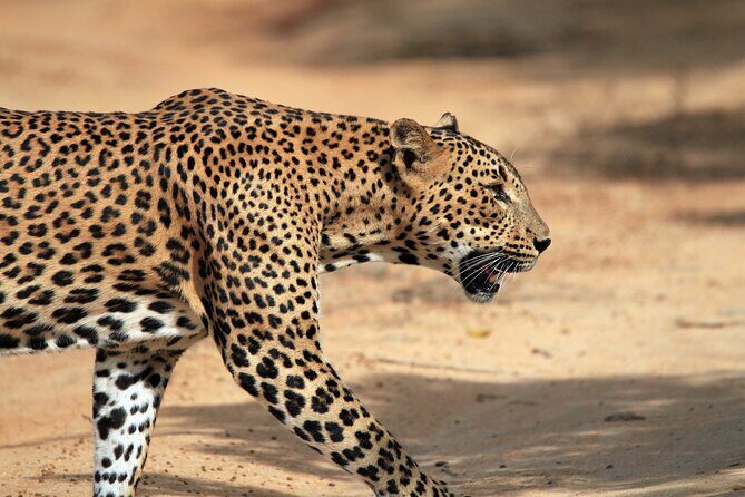 Yala National Park Wildlife Safari/ Game Drive - by Ajith Safari - Who Is This Safari Best For?