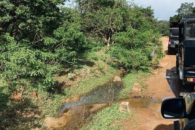 Yala Private Safari Jeep Half Day - Why This Safari Offers Great Value