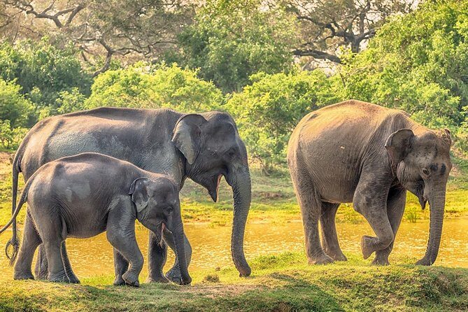 Yala Safari Drive From Galle, Weligama, Mirissa & Dickwella - What to Expect During Your Safari