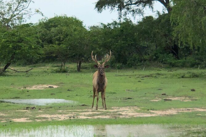 Yala Safari Half Day Tour - Who Will Love This Tour?