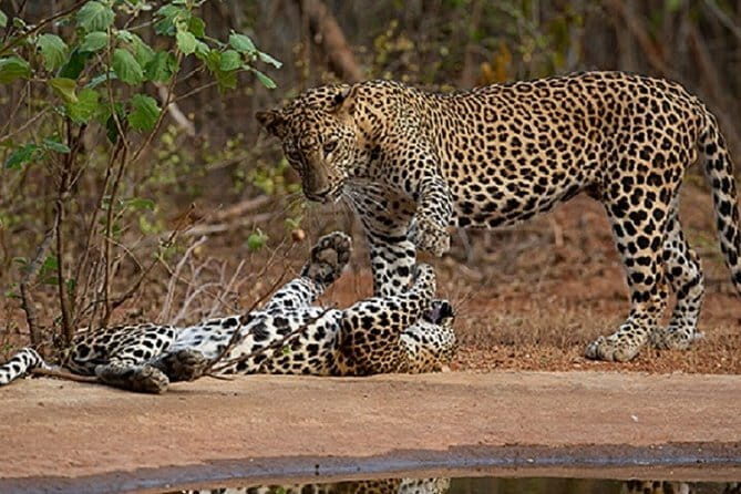Yala Safari Private Day Tour From Kaluthara/Beruwala/Bentota/Kosgoda/Ahungalla - The Sum Up
