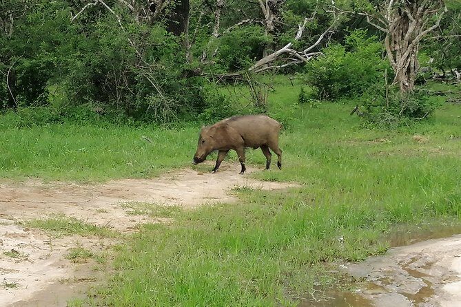 Yala Safari Private Day Tour Kaluthara/Beruwala/Bentota/Kosgoda/Ahungalla - Final Thoughts: Is This Safari for You?
