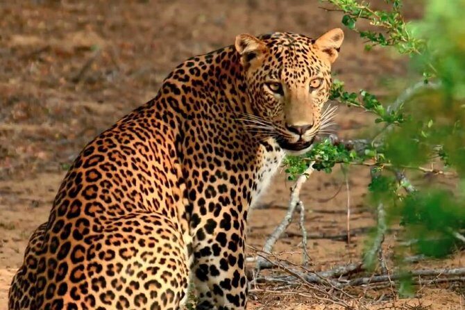 Yala Safari Private Day Trip with Return Transport -All Inclusive - Authentic Experiences and Real Feedback