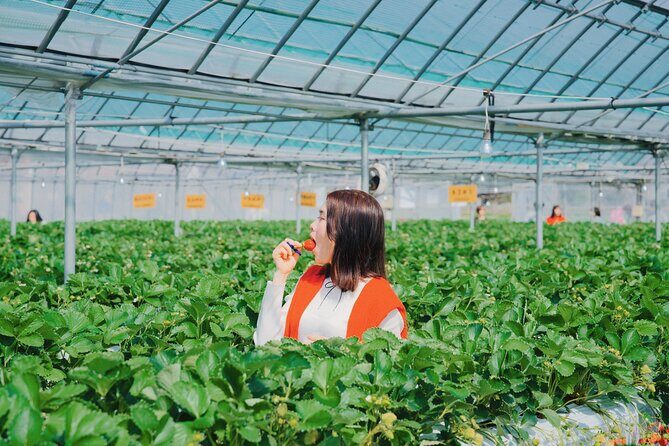 YokaBus Fukuoka Strawberry Picking and Sakura Dyeing Experience - Who Is This Tour Best For?