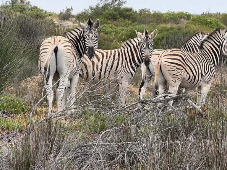 Yzerfontein: Safari at West Coast Private Game Reserve - How This Tour Compares & Why It’s Worth Considering