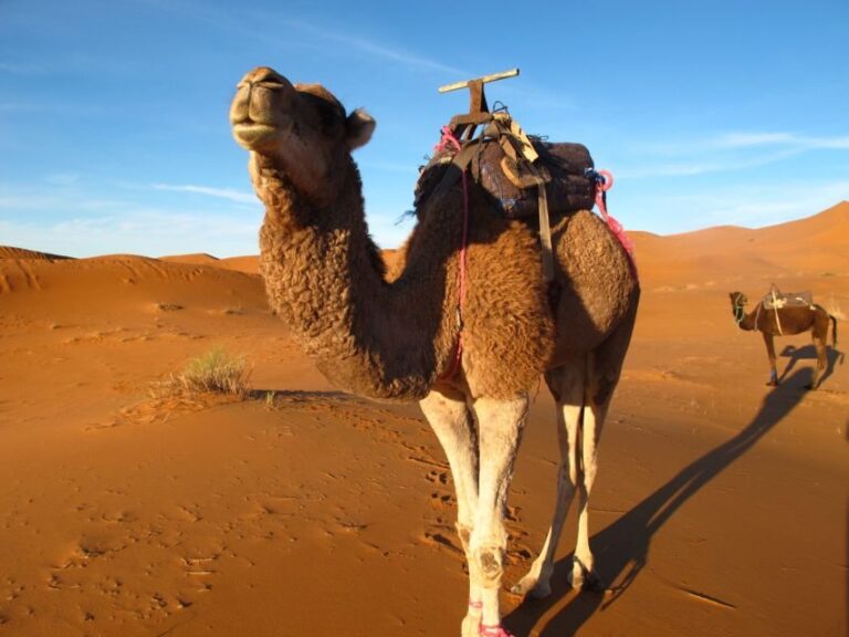 Zagora Sahara Desert Overnight Trip from Ouarzazate - The Itinerary in Detail