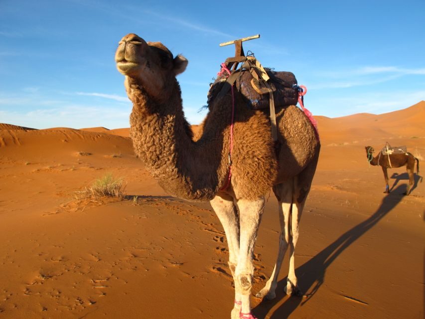 Zagora Sahara Desert Overnight Trip from Ouarzazate - The Itinerary in Detail