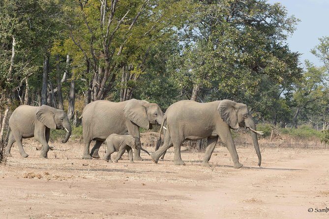 Zambezi National Park Game Drive AM /PM - The Value of the Experience