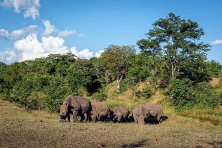 Zambezi Rafting, Chobe Safari and Rhino Walk - The Itinerary Breakdown: What to Expect