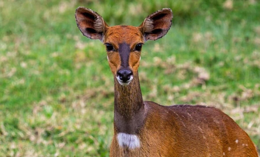 Zanzibar: 2 Day 1 Night Mikumi National Park Tour by Boat - Transportation and Logistics