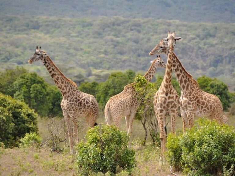 Zanzibar: 2-Day Safari to Tarangire and Ngorongoro - A Detailed Look at the Itinerary