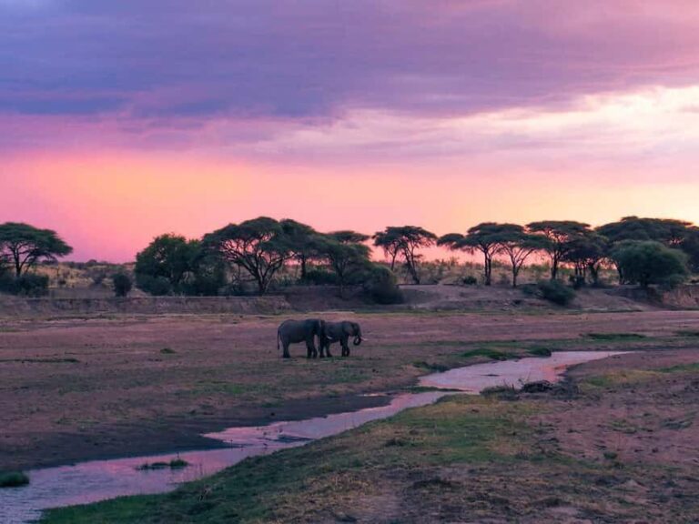 Zanzibar: 2-Day Safari to Tarangire National Park - Evaluating the Value: Is $1,500 Per Person Worth It?