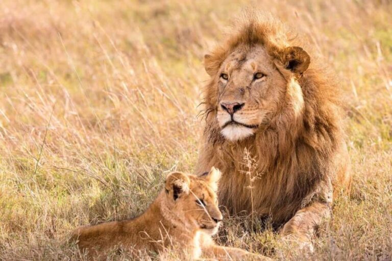 Zanzibar: 2-Days Mikumi National Park Luxury Safari - What’s Included and What’s Not