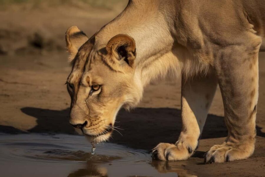 Zanzibar: 3-Day A Quick Fly-in Safari to Serengeti - What Makes This Tour Stand Out