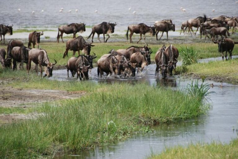 Zanzibar: 3-Day Honeymooners Luxury Fly-In Safari - What to Expect and How to Prepare