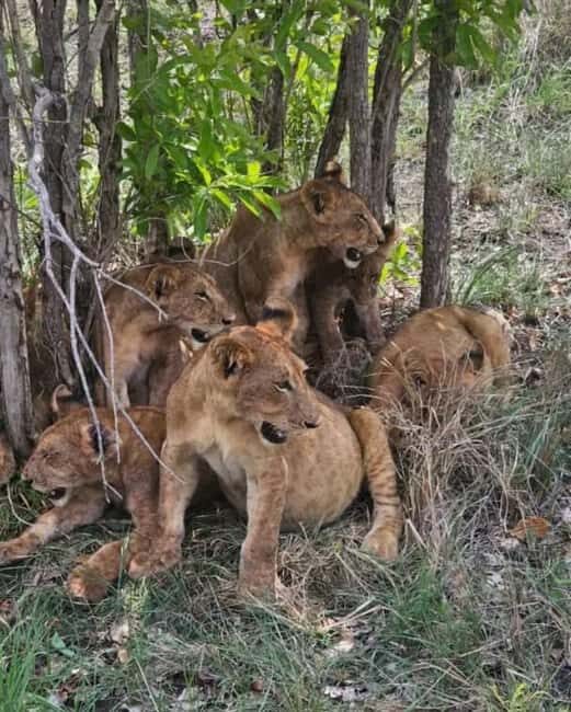 Zanzibar: 3-Day Mikumi National Park Safari with SGR Train - The Value of the Tour