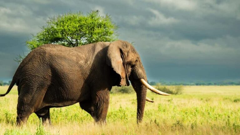 Zanzibar: 3-Day Northern Safari with Flights Included - Practicalities and Tips