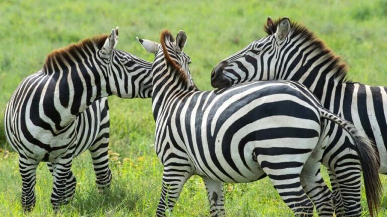 Zanzibar: 3-Day Safari to Lake Manyara & Ngorongoro Crater - The Practicalities: What’s Included and What Not