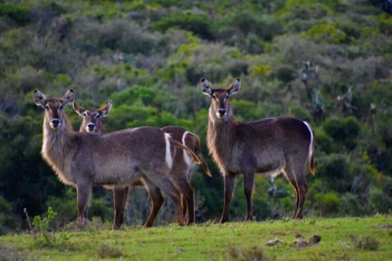 Zanzibar: 3-Day Safari to Tarangire, Ngorongoro, & Arusha - What Sets This Tour Apart