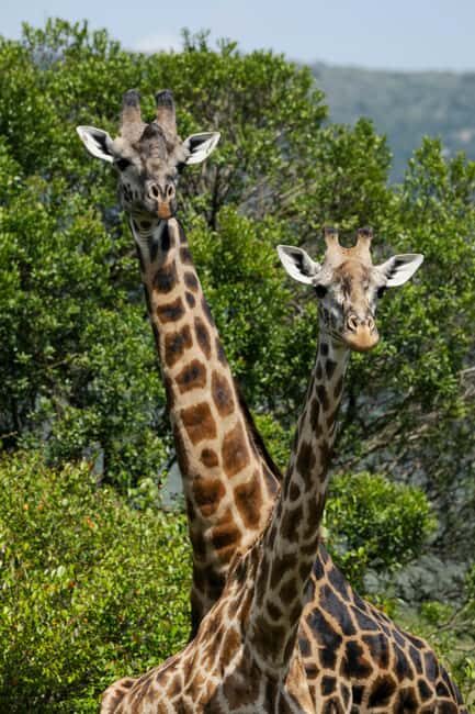 Zanzibar: 3-Day Serengeti Safari with Flights - Who Should Consider This Safari?