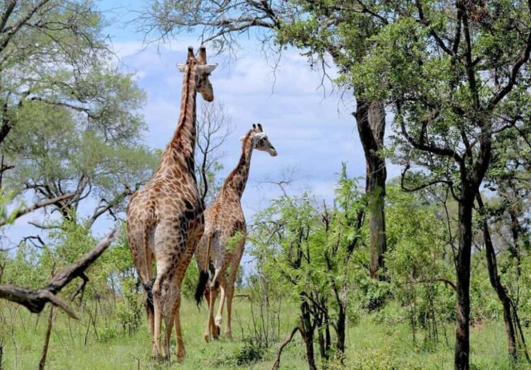 Zanzibar: 3 Days to Mikumi and Chizua Waterfalls - A Detailed Look at the 3-Day Mikumi and Chizua Waterfalls Safari