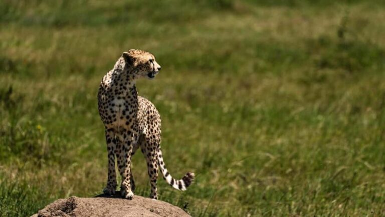 Zanzibar: 4-Day Safari Trip to Stunning Lake Natron - The Value of This Tour