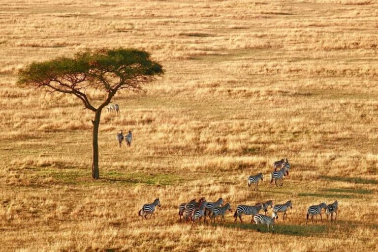 Zanzibar: 4-Day Serengeti & Ngorongoro Fly-In Safari - Day-by-Day Breakdown of the Tour