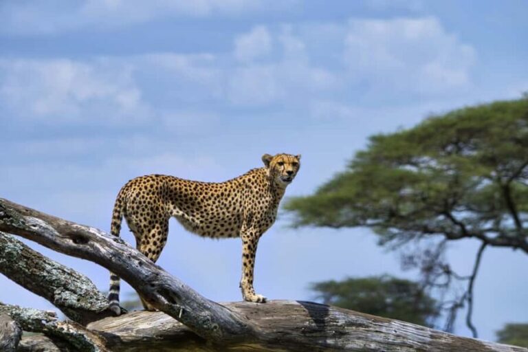 Zanzibar: 4-Day Tarangire, Serengeti & Ngorongoro Safari - What’s the Value?