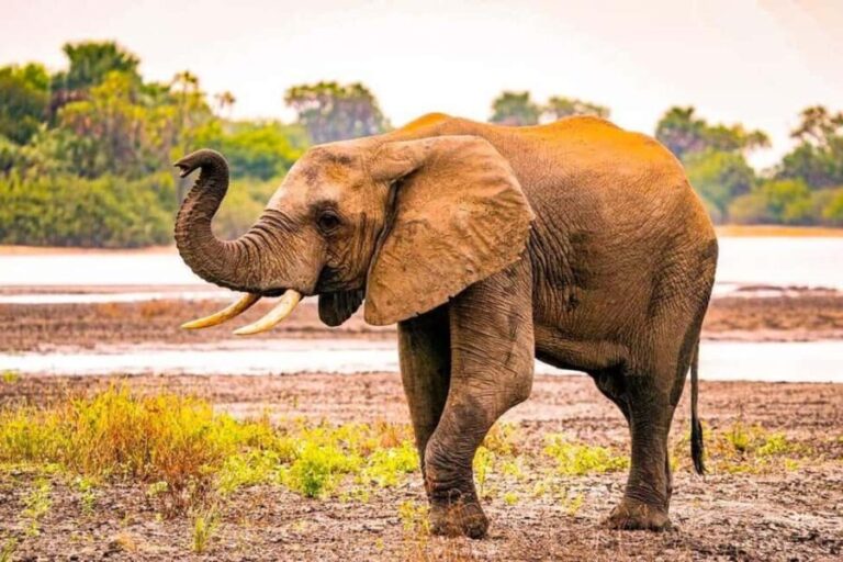 Zanzibar: A Day Trip to Mikumi National Park from Zanzibar - Analyzing the Value