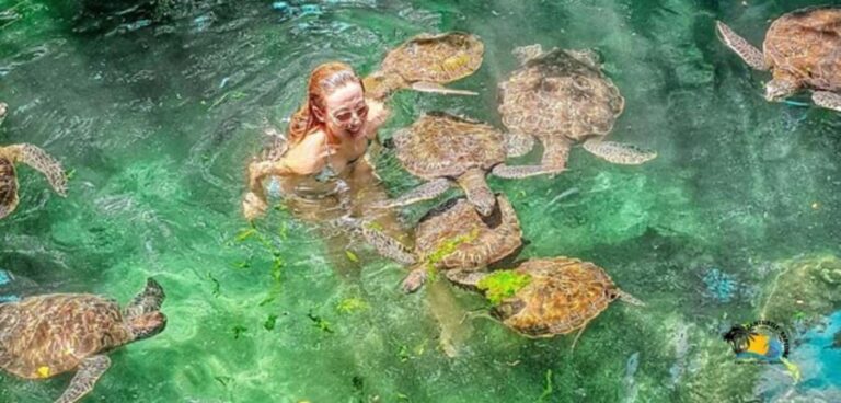 Zanzibar: Baraka Aquarium Feed, Swim & Snorkel with Turtles - The Practicalities