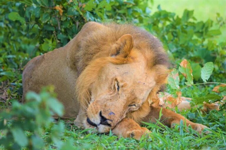 Zanzibar: Best Selous Day Safari with Flights & Lunch - A Detailed Look at the Experience