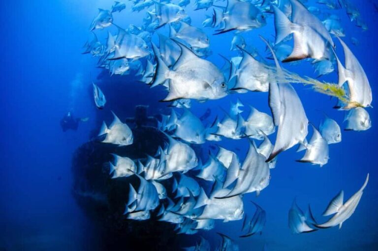 Zanzibar: Blue Lagoon Snorkeling & Starfish Experience - The Practicalities: What You Need to Know