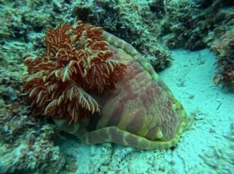 Zanzibar: Blue Lagoon Snorkeling With Starfish Tour - What To Expect During Your Day