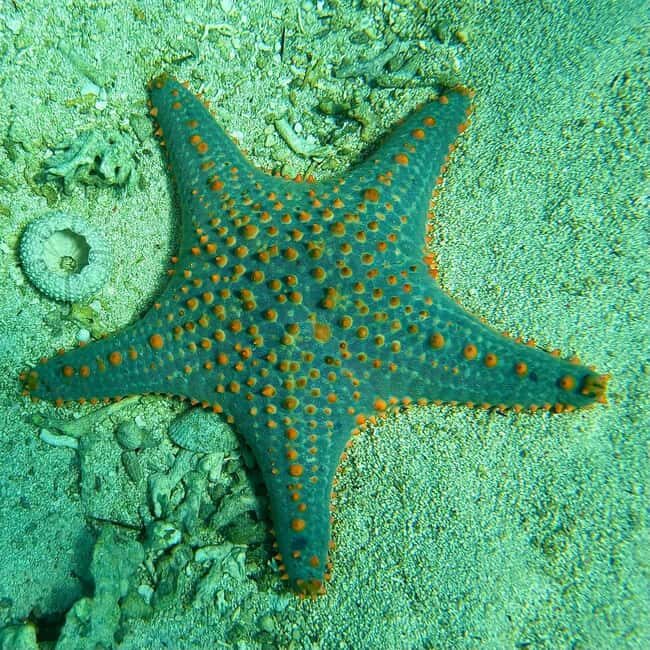 Zanzibar: Blue Lagoon, Star fish and Snorkeling Day tour - What to Expect: The Itinerary and Experience