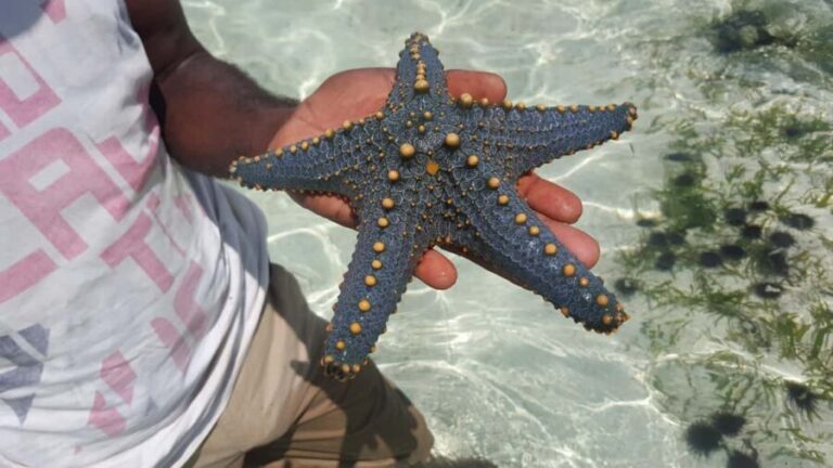 Zanzibar: Blue Safari, Jozani Forest, Spice Tour, The Rock - The Sum Up