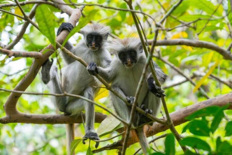 Zanzibar: Blue Safari, Jozani Forest, Sunset in the North, The Rock - The Blue Safari: Sailing, Snorkeling, and Seafood Delights