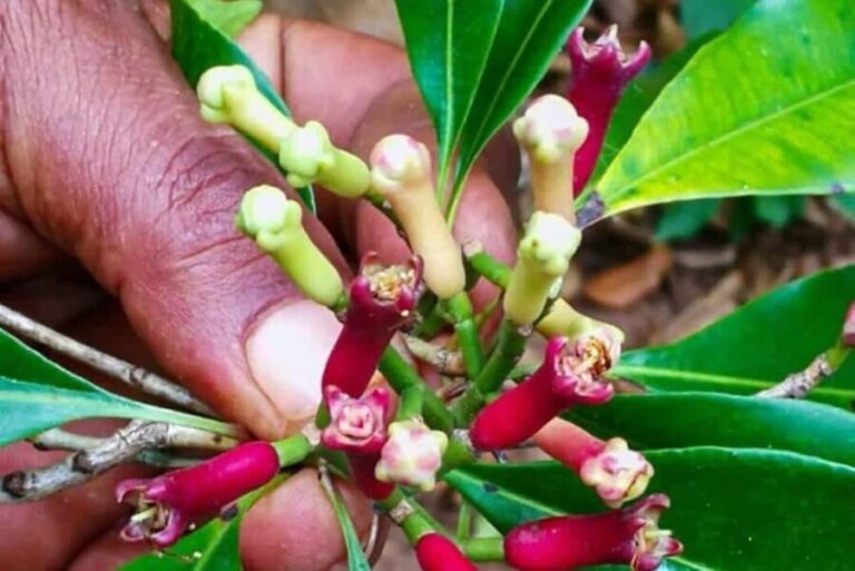 Zanzibar City: Spice Farm Tour - Why We Think This Tour Is Worth It