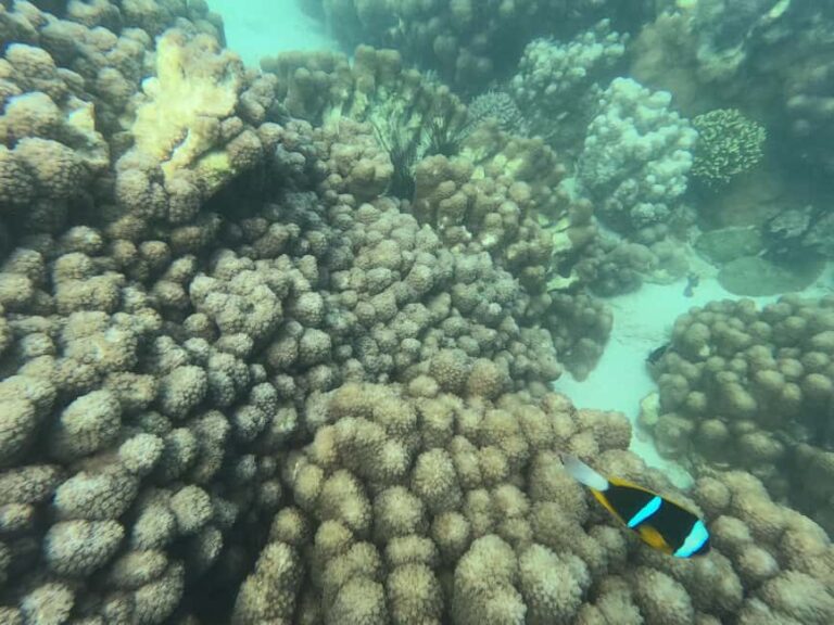 Zanzibar Classic Reef Submarine, sea experience Tour - FAQ