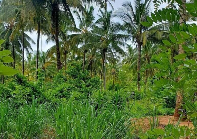 Zanzibar: Coconut Plantation Tour and Sunset Cruise - What You’ll Love About This Tour