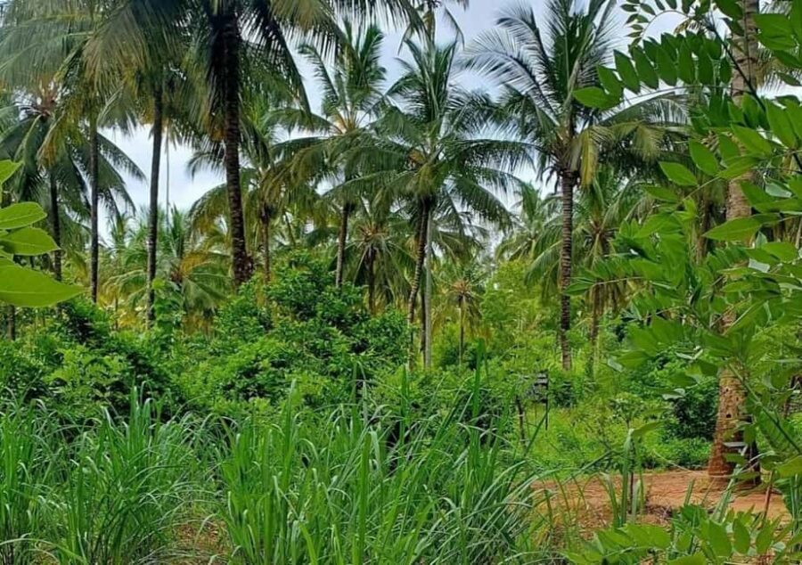 Zanzibar: Coconut Plantation Tour and Sunset Cruise - What You’ll Love About This Tour