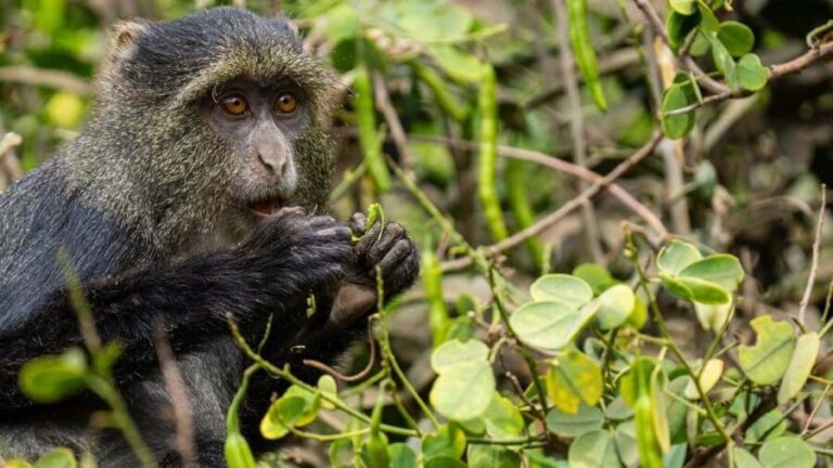 Zanzibar - (Day trip) Jozani Forest Red Colobus Monkey Tour - The Practical Details: What to Expect