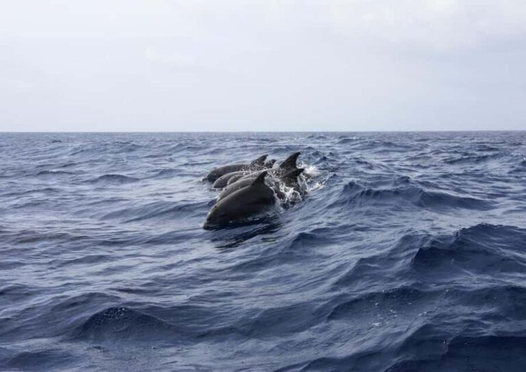 Zanzibar - Dolphin tour & Mnemba from Nungwi or Kendwa - The Practical Side: Value and Booking