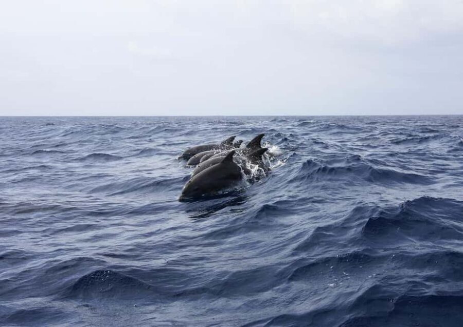 Zanzibar - Dolphin tour & Mnemba from Nungwi or Kendwa - The Practical Side: Value and Booking