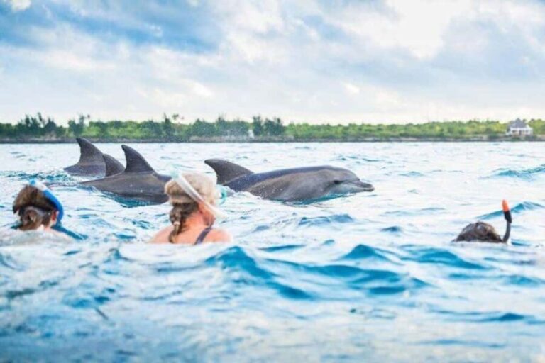 Zanzibar: Dolphins Encounter Adventure - Whats Included and Whats Not