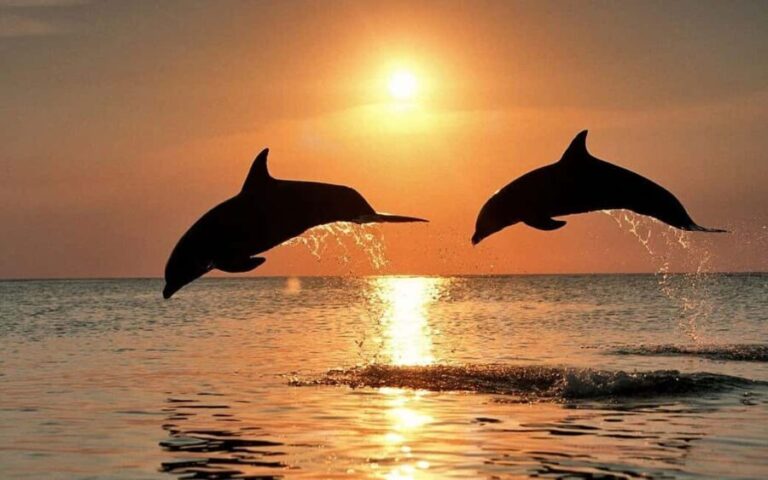 Zanzibar: Dolphins, Salaam, Starfish, Snorkeling, Kuza, Paje - A Full Breakdown of the Experience