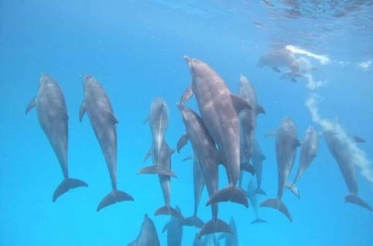 Zanzibar: Dolphins tour, Baraka Aquarium and Spice farm - FAQ