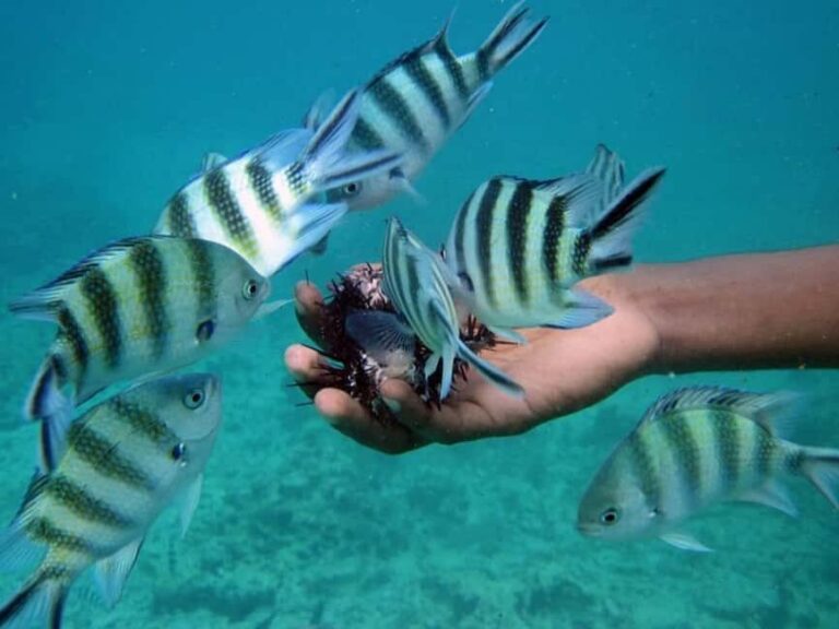 Zanzibar: Dolphins tour, Spice farm & Stone town city tour - The Value for Money