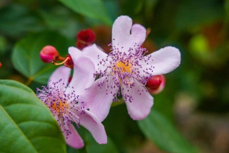 Zanzibar: Flower Garden and Coffee Plantation Tour - Practical Details & What to Expect